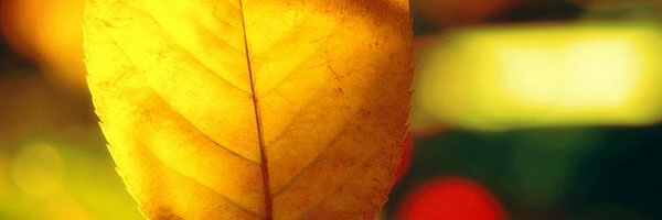 Sample image Sample image